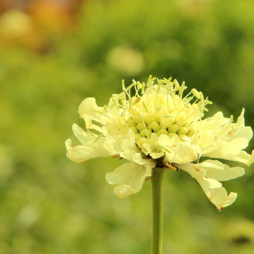 Close-up of a light green Fata Morgana Scabiosa flower with a blurred green background