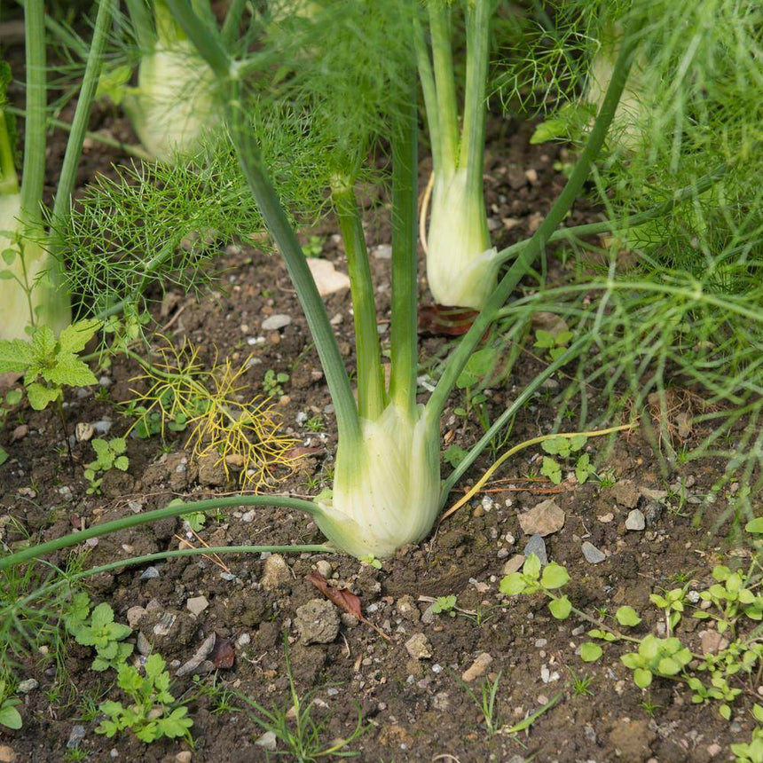Fennel plant growing in garden soil, its pale, bulbous stem base swelling above the ground beneath tall stalks with feathery green fronds, surrounded by weeds and small stones.
