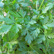 Close-up of flat-leaf Italian parsley, showing dense, deeply serrated dark green leaves growing on upright stems.