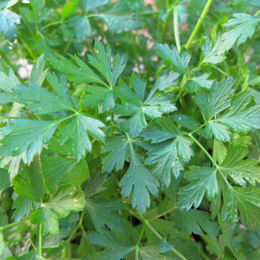 Close-up of flat-leaf Italian parsley, showing dense, deeply serrated dark green leaves growing on upright stems.