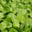 Close-up of a dense bed of Florida Broadleaf mustard greens, their broad, crinkled leaves with pale veining and slightly wavy edges filling the frame in bright sunlight, with a few small insect holes visible.