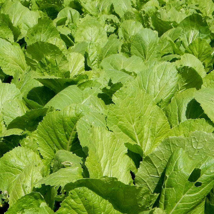 Close-up of a dense bed of Florida Broadleaf mustard greens, their broad, crinkled leaves with pale veining and slightly wavy edges filling the frame in bright sunlight, with a few small insect holes visible.