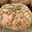 Close-up of a pale peach-pink Galeux d'Eysines pumpkin covered in raised, warty tan-coloured growths radiating out from its dried stem, with similar pumpkins visible in the background.