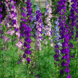 Tall larkspur spikes in mixed shades of deep purple, lavender-blue and soft pink rise above feathery green foliage, densely packed in a garden bed.