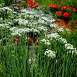 Clusters of star-shaped white garlic chive flowers rise on tall slender stems above grassy foliage, with red and pink blooms blurred in the garden bed behind.