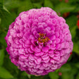 Close-up of a fully bloomed zinnia with densely packed magenta-purple petals forming a perfectly round, dome-shaped flower head, its small orange-yellow centre just visible amid the layered petals, set against blurred green foliage.