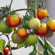 Cluster of Glacier bush tomatoes on the vine ripening unevenly from green to yellow and red, close-up against a blurred pale background.