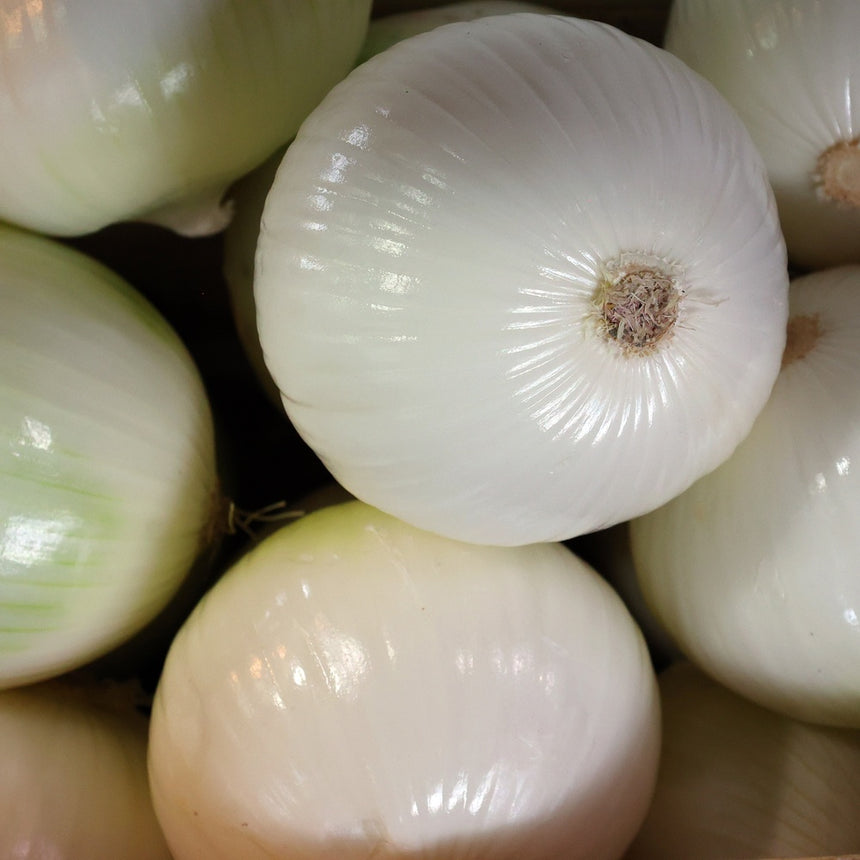 Close-up of freshly harvested white onions with smooth, glossy skin and papery root tufts, packed tightly together showing their rounded form and subtle vertical striping.