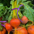 Bunch of freshly harvested golden beets with round orange-red roots, trailing taproots, and leafy green tops bundled together with a purple tie.