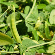 A plump curved pea pod hangs from a vine amid tangled green leaves and tendrils, its surface showing the visible bulges of developing peas inside.