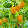 Habanero pepper plant with wrinkled, lantern-shaped pods ripening from green to bright orange, clustered among green leaves on the stem.