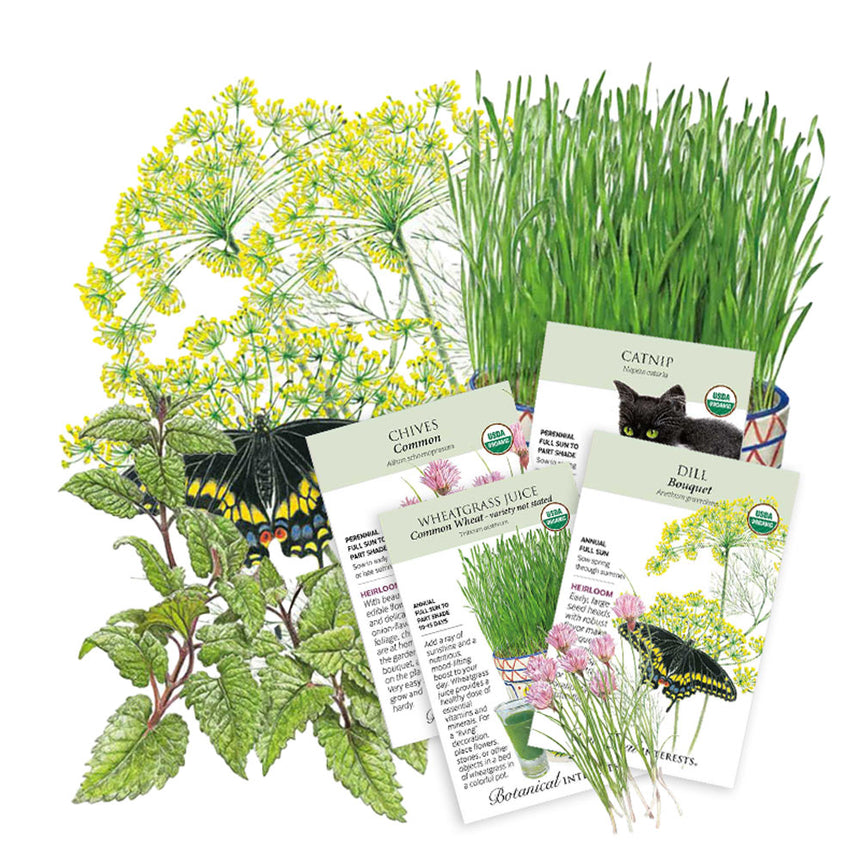 Four USDA organic seed packets for chives, catnip, wheatgrass juice wheat, and dill, each with growing instructions and illustrations, arranged against botanical artwork of dill flowers, wheatgrass, catmint leaves, and a swallowtail butterfly.