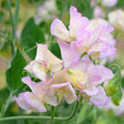 Close-up of sweet pea flowers with ruffled, cream-to-pale-lilac petals veined in pink, clustered on curling stems with a green, softly blurred garden backdrop.