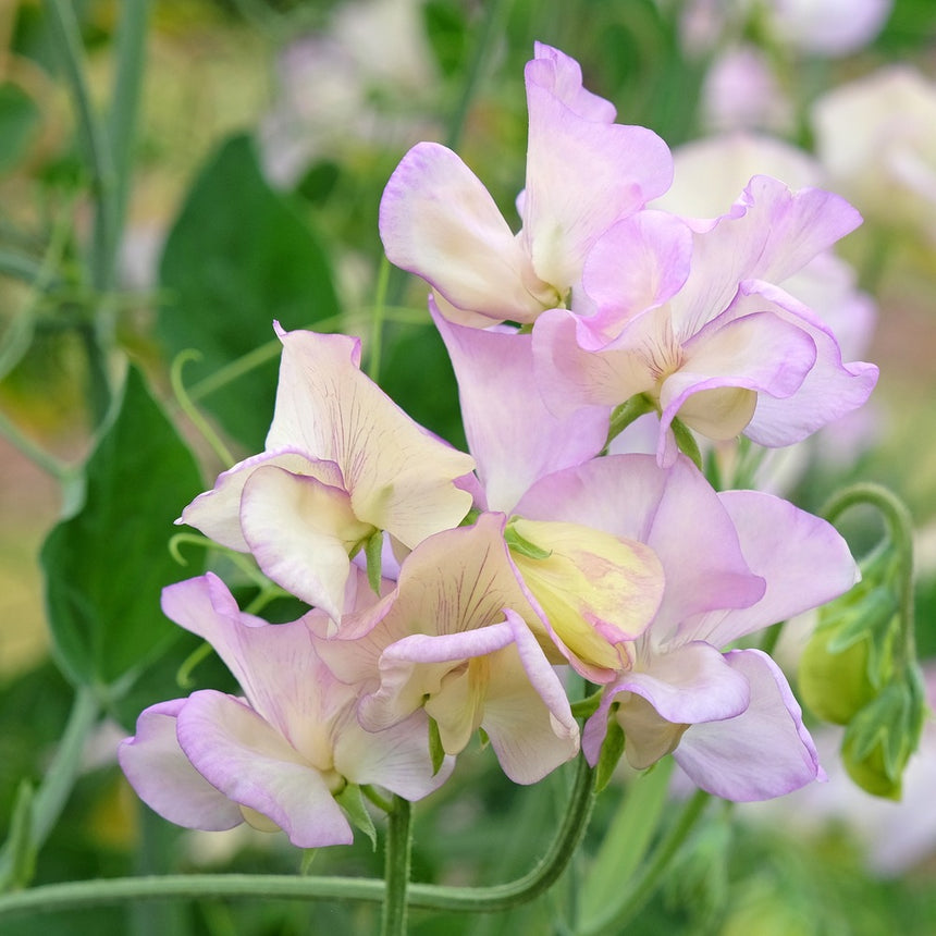 Close-up of sweet pea flowers with ruffled, cream-to-pale-lilac petals veined in pink, clustered on curling stems with a green, softly blurred garden backdrop.