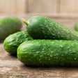 Close-up of freshly picked gherkin cucumbers with bumpy, spine-covered green skin, piled on a rustic wooden surface.