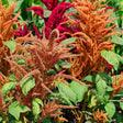 Amaranth plants in bloom, their arching plumes of tiny copper-orange flowers contrasting with deep magenta-red plumes behind, both rising above broad green leaves.