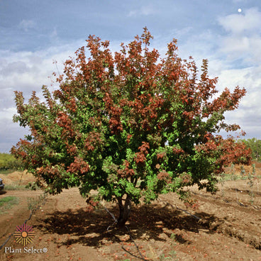 Mature Hot Wings Tatarian maple with a rounded, spreading canopy of green leaves mixed with clusters of bright red winged seed pods, growing in a bare-dirt nursery row under a partly cloudy sky.