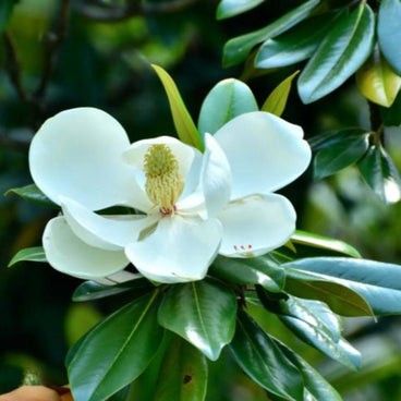 A large white Southern Magnolia flower with creamy petals and a yellow-green cone-shaped center, surrounded by glossy dark green leaves on the tree.