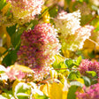Cone-shaped Limelight hydrangea blooms shift from creamy white to deep pink and rose as they age, clustered among sunlit green and gold autumn foliage.
