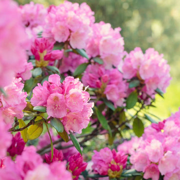 Roseum Pink Rhododendron shrub in full bloom, showing dense clusters of ruffled pink flowers with deep magenta buds among glossy dark green leaves, set against a softly blurred garden backdrop.