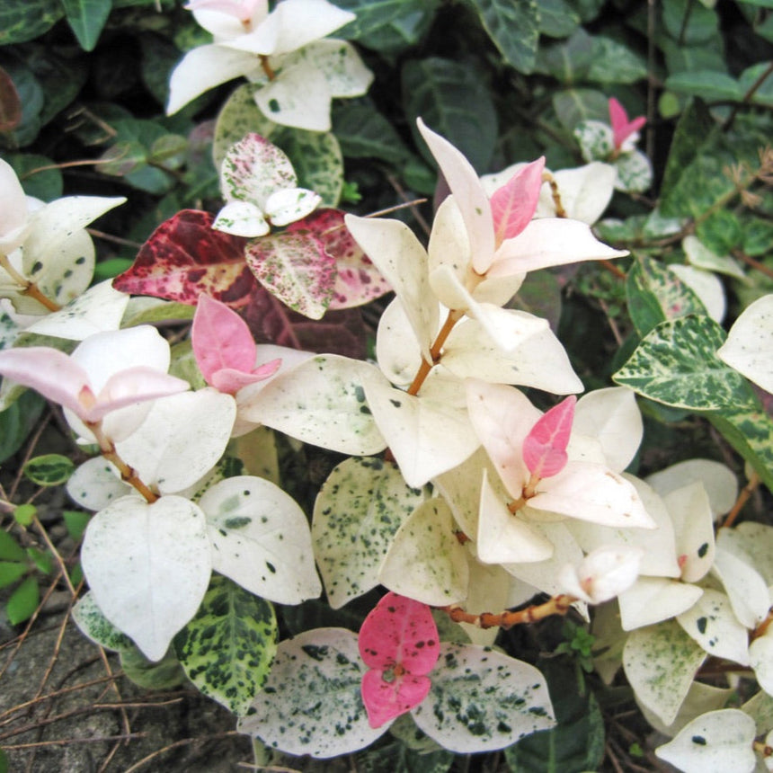 Close-up of Snow-N-Summer Asiatic Jasmine foliage showing variegated leaves in cream, white, and dark green speckled patterns, with newer growth emerging in bright pink and deep burgundy tones.