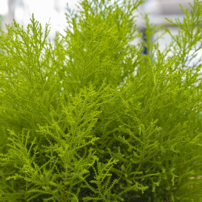Close-up of a Lemon Cypress shrub showing dense, feathery, bright yellow-green foliage with fine, lacy sprays of scale-like leaves.