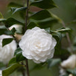A fully open Sea Foam camellia bloom shows dense, tightly layered white petals in a formal double rosette, surrounded by glossy dark green leaves with more blooms softly blurred in the background.