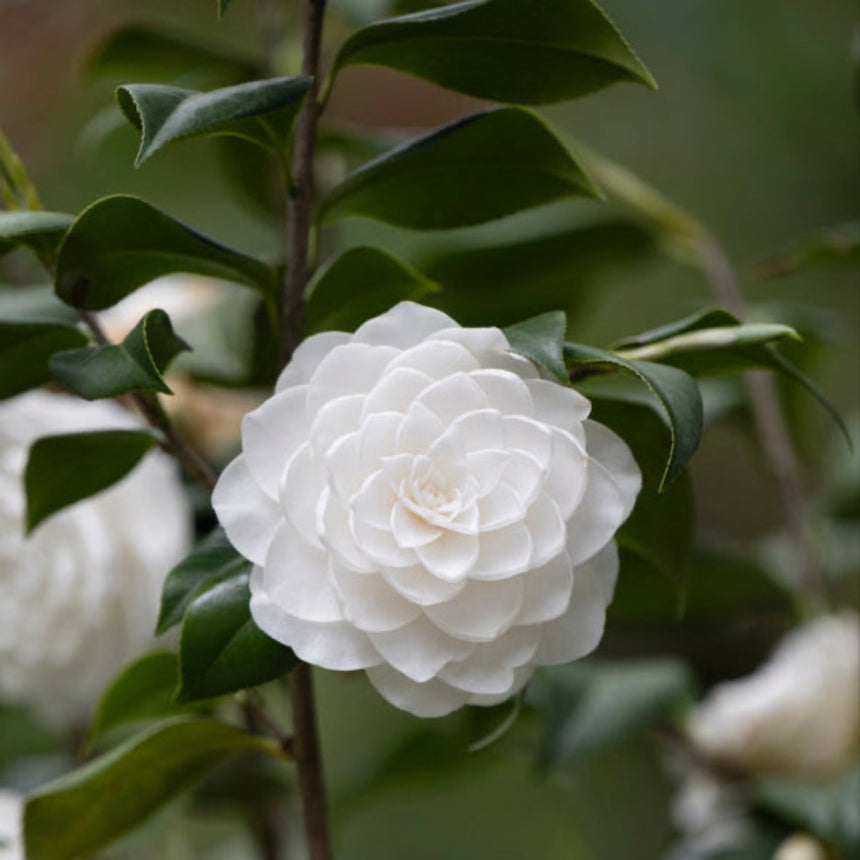 A fully open Sea Foam camellia bloom shows dense, tightly layered white petals in a formal double rosette, surrounded by glossy dark green leaves with more blooms softly blurred in the background.