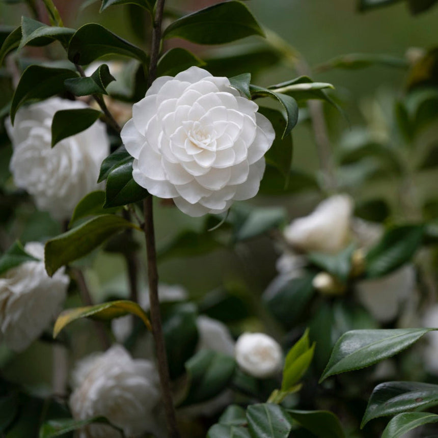 A fully double, ruffled white Sea Foam camellia bloom stands out amid glossy dark green foliage, with several more white blooms and unopened buds visible in the softly blurred background.
