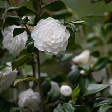 A fully double, ruffled white Sea Foam camellia bloom stands out amid glossy dark green foliage, with several more white blooms and unopened buds visible in the softly blurred background.