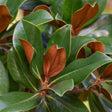 Close-up of Teddy Bear Southern Magnolia foliage, showing glossy dark green leaves with rippled edges and a dense, rusty-brown velvety underside visible on several curled leaves.