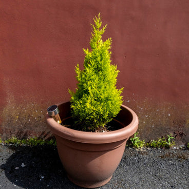 A conical Wilma Goldcrest lemon cypress with vivid yellow-green foliage grows in a terracotta pot fitted with a small solar light, set against a weathered reddish-brown wall.