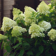 Limelight hydrangea tree with large cone-shaped flower clusters in pale lime-green, maturing to creamy white, set against dense dark green foliage in front of a shaded wooden building.