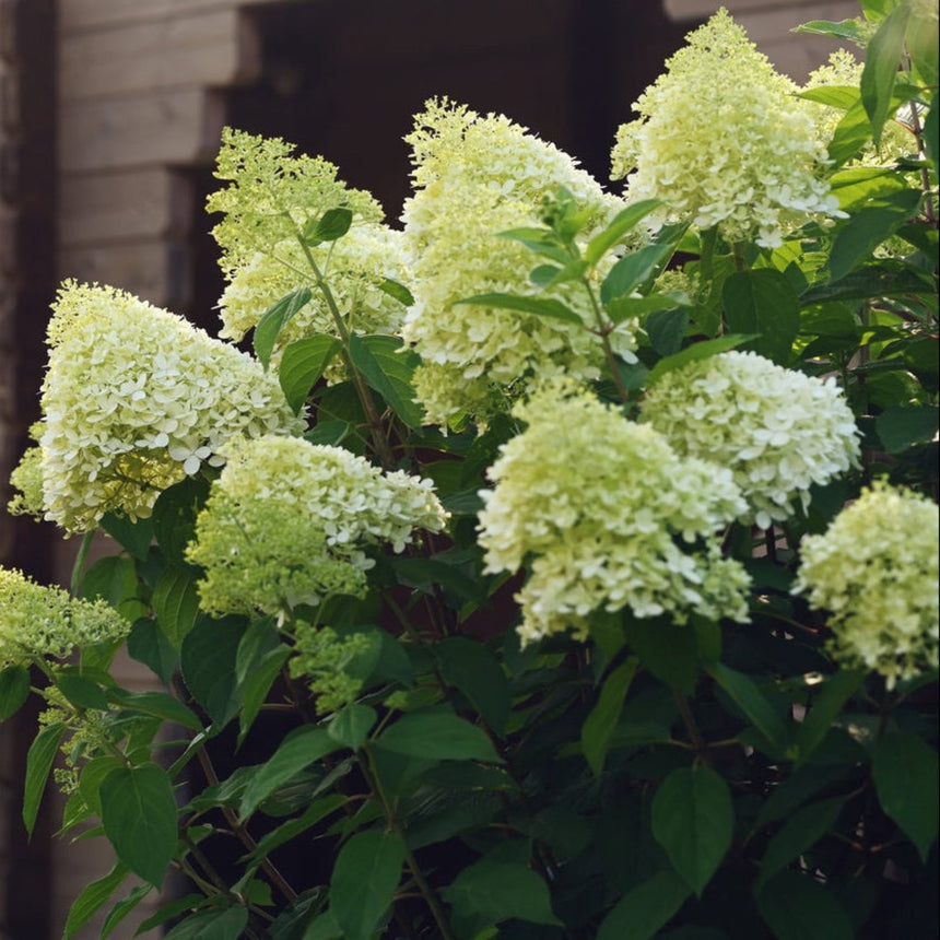 Limelight hydrangea tree with large cone-shaped flower clusters in pale lime-green, maturing to creamy white, set against dense dark green foliage in front of a shaded wooden building.