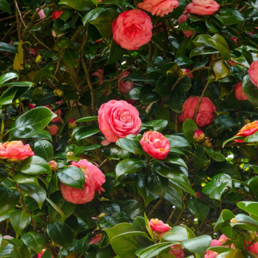 Camellia shrub densely covered in layered pink blooms in various stages from tight buds to fully opened rosette-shaped flowers, set against glossy dark green foliage.