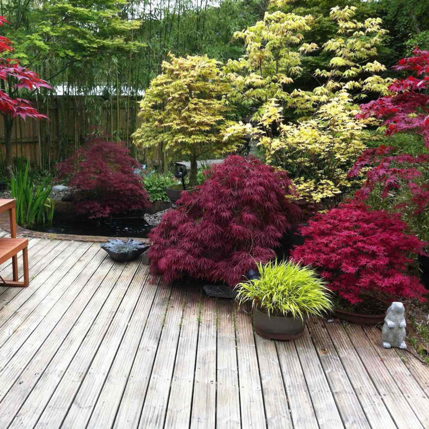 Deep red weeping Japanese maples with feathery lace-like foliage form mounded shapes beside a wooden deck and pond, contrasted against chartreuse maples and a golden grass planter, with a small stone rabbit statue nearby.