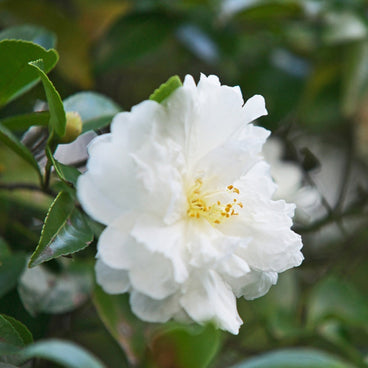 A fully double white camellia bloom with ruffled, layered petals and a small cluster of golden stamens at its centre, surrounded by glossy dark green foliage.