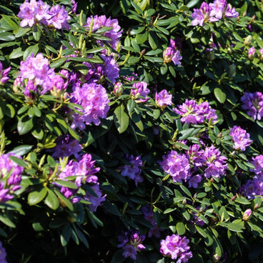 Dense rhododendron shrub covered in clusters of purple flowers with darker throat markings, surrounded by glossy dark green foliage in bright sunlight.