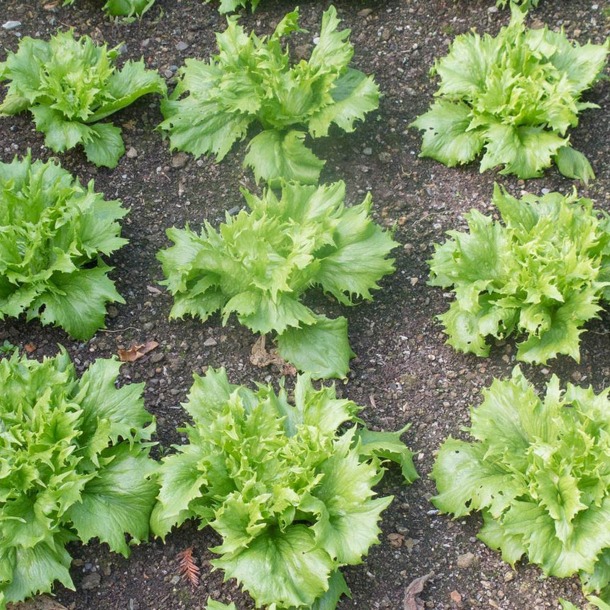 Overhead view of young Ice Queen crisphead lettuce plants with frilly, jagged-edged pale green leaves growing in evenly spaced rows in dark, stony garden soil.