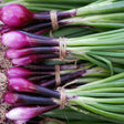 Freshly harvested Italian Red of Florence bunching onions in close-up, showing deep purple-pink bulbs tapering into green stalks, each bundle tied with twine.