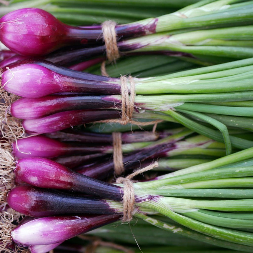 Freshly harvested Italian Red of Florence bunching onions in close-up, showing deep purple-pink bulbs tapering into green stalks, each bundle tied with twine.