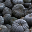A close-packed harvest of Jarrahdale pumpkins with their distinctive blue-grey ribbed skin and dried, curling stems, piled together to fill the entire frame.