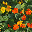 Sunlit nasturtium plants in full bloom, showing bright orange and yellow trumpet-shaped flowers with dark throats amid a dense spread of round, veined green leaves.