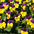 Close-up of Johnny-jump-up violas in full bloom, their small flowers striped purple and bright yellow with dark whisker markings, clustered densely among rounded green leaves.
