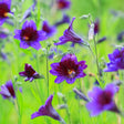 Trumpet-shaped Salpiglossis flowers in deep violet-purple with darker maroon veined throats bloom on slender stems amid a soft-focus bed of bright green foliage.