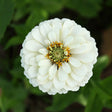 Close-up of a double-petaled creamy-white zinnia flower with a green center.