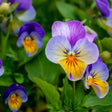 Close-up of King Henry viola flowers in bloom, each with purple upper petals and lower petals striped yellow and white with dark purple veining, set among green foliage.