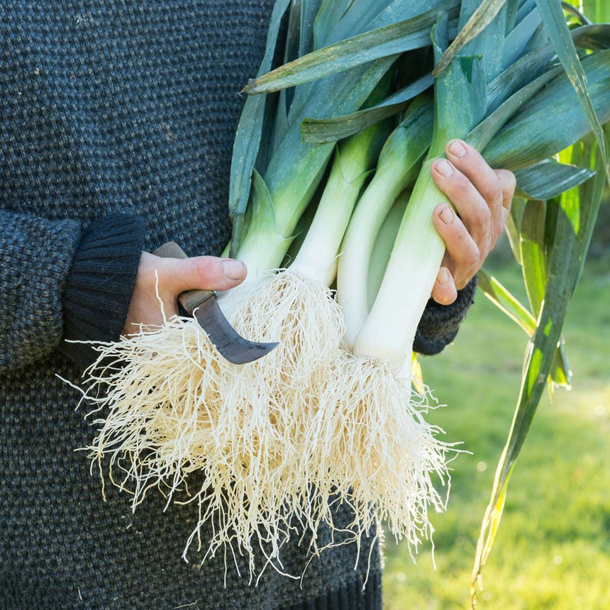 Freshly harvested leeks with long white shanks and thick tangles of pale roots, held with a small curved harvesting knife against a knitted jumper, dark green tops fanning out behind.