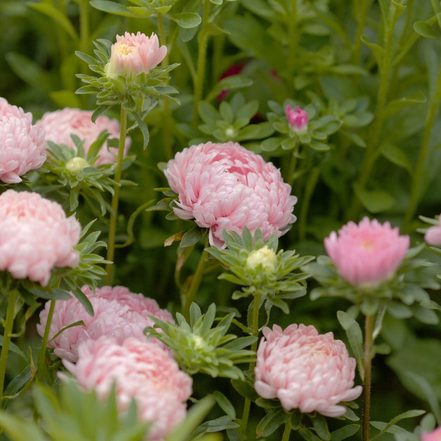 A cluster of soft apricot-pink King Size Apricot Aster blooms with fully double, ruffled petals growing on sturdy green stems among leafy garden foliage.