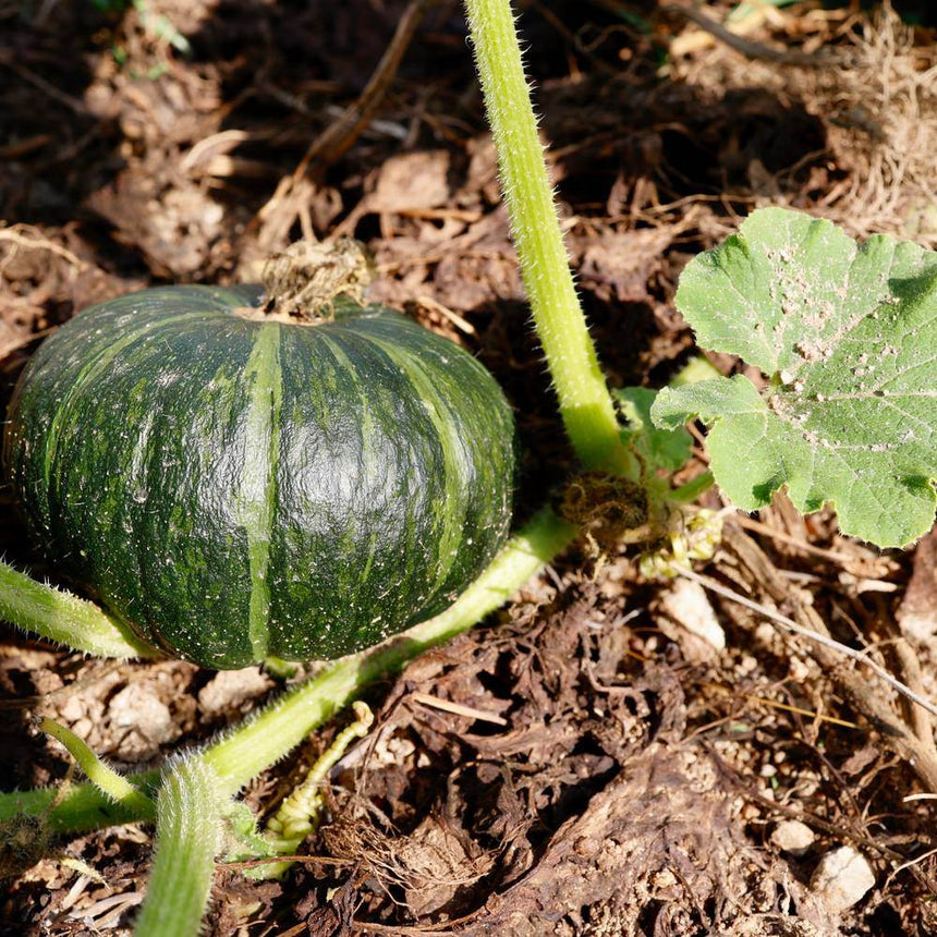 A ribbed dark green kabocha squash with faint pale stripes ripens on the vine amid bristly stems and broad leaves, surrounded by mulch and bare soil.
